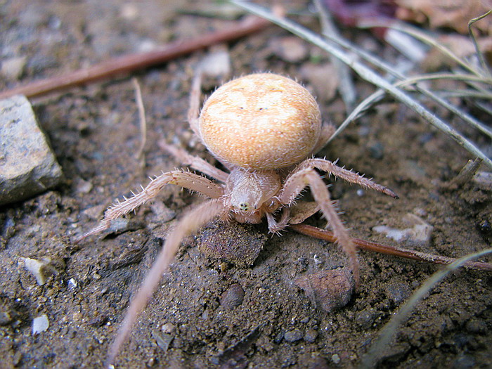 Araneus sp.